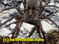 /home//u458753944/public_html/sourcegallery////////Insects and small critters/spiders and kin (Arachnida)/P4280734.JPG